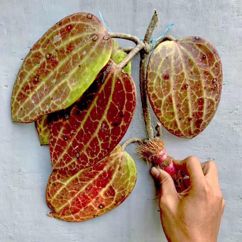 Sp Hoyapolystacha borneo