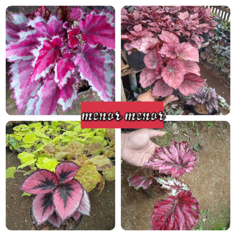 begonia menor 4 macem redkegasi, lipstik, regal dan cili