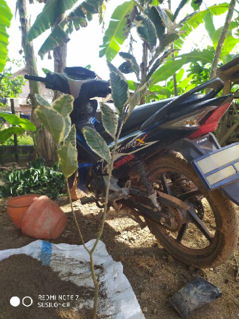 Bibit Jambu Kristal Varigata Jambu Biji Variegata Aneka Bibit Unggul Nirwana