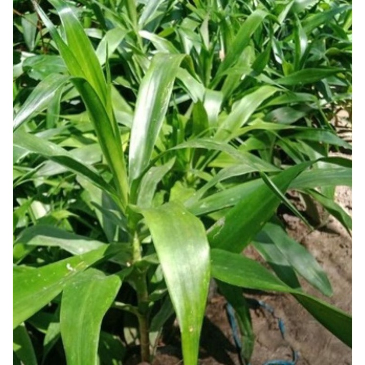 

DAUN SUJI/ PANDAN WANGI Fress langsung dipetik
