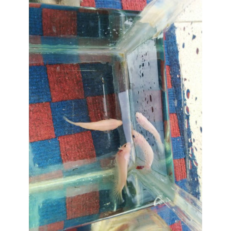 [PROMO TERBATAS] CUPANG BABY GIANT CELLO