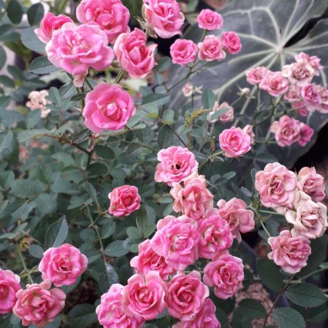 BABY ROSE TANAMAN HIAS MAWAR BABY ROSE BUNGA MAWAR CANDY MURAH