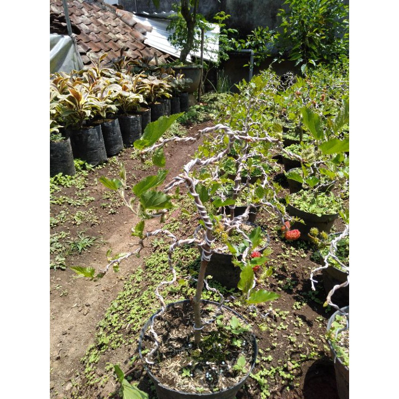 Bonsai Murbei Berbuah Sudah Jadi/Tanaman Bonsai Murbei