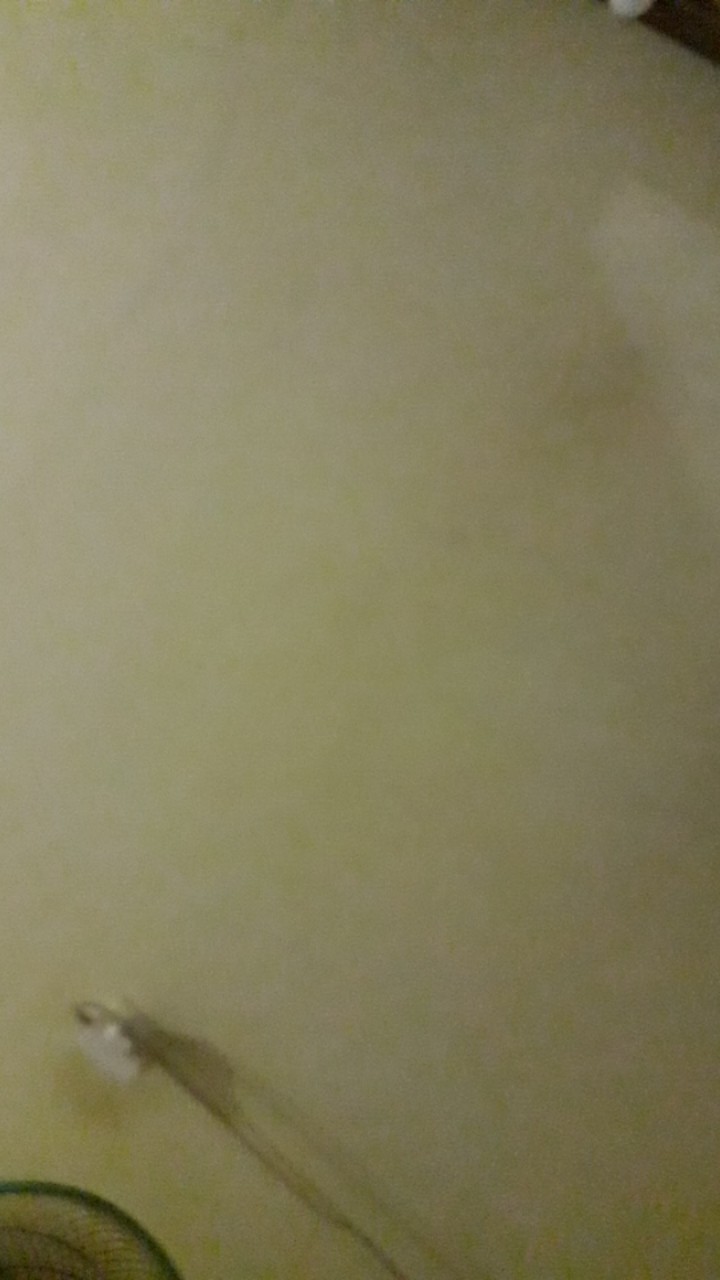 Fungisida Antracol 70 Wp 250gr