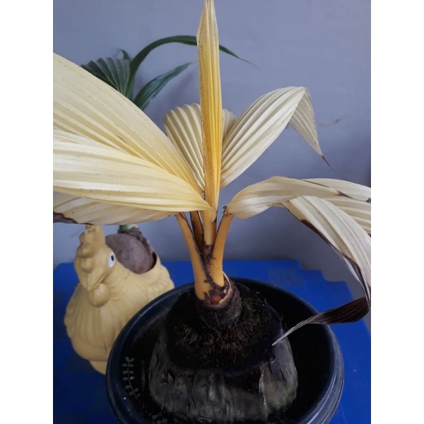 kelapa albino gold