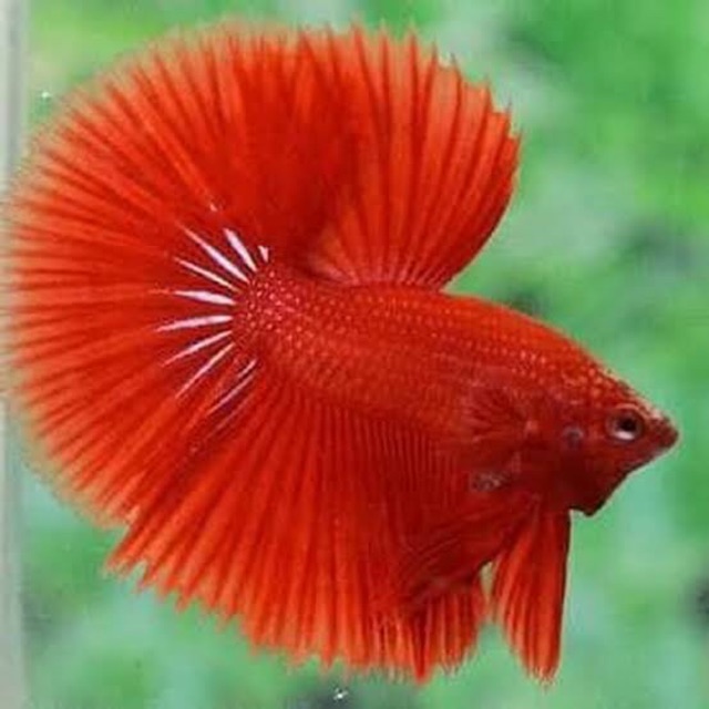 Cupang hias super red