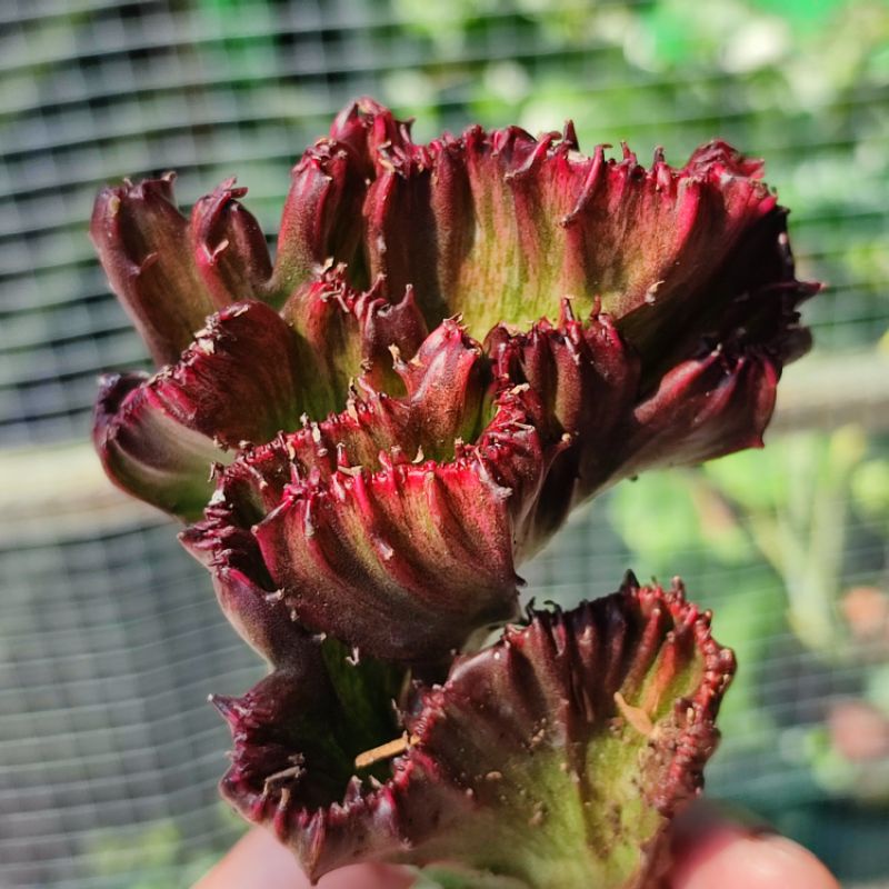 Euphorbia lactea red dragon cristata / Sukulen euphorbia lactea