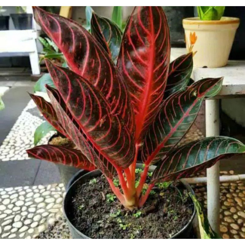 Bibit tanaman hias aglonema red sumatra/bonggol aglonema red sumatra