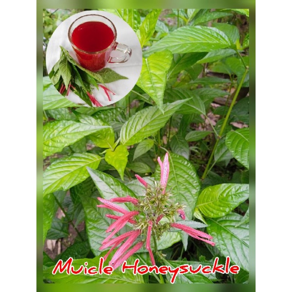 

Teh Kering Daun Teh Merah Mexico