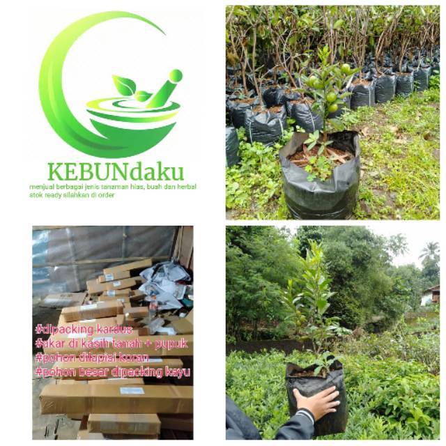 bibit pohon buah jeruk nagami cepat dan sudah berbuah