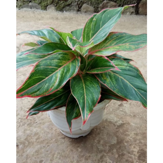 AGLONEMA LIPSTIK FLAMINGGO