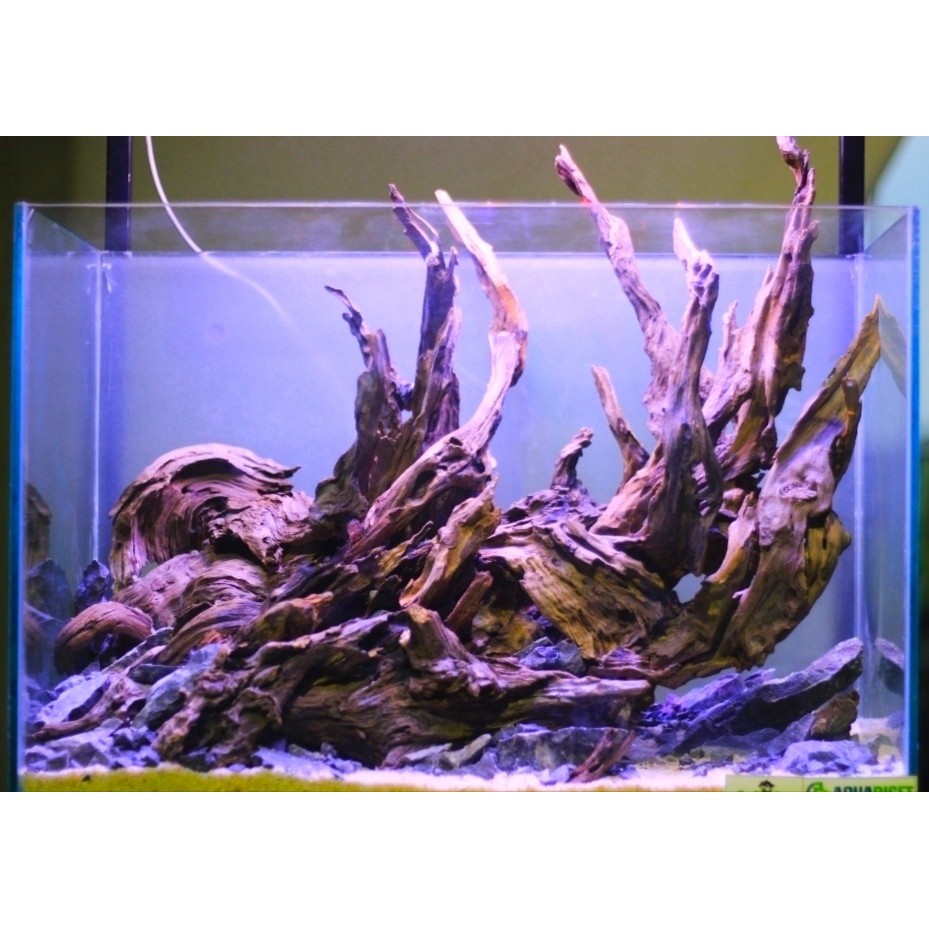 Kayu Rentek Aquascape Paludarium Castawood Size S Shopee Indonesia