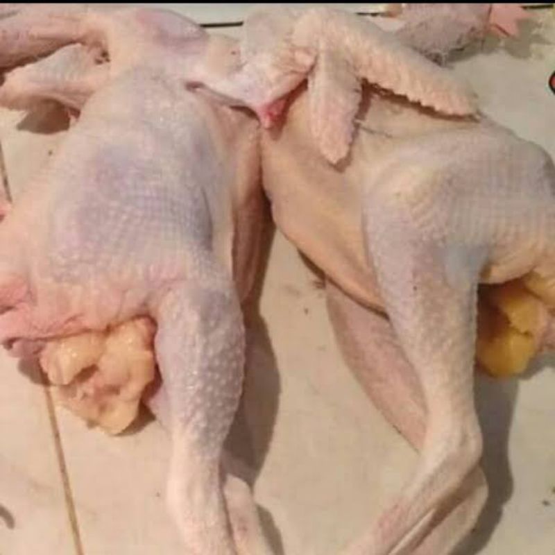 

Ayam Merah afkir petelur berat 2kg(hidup) fress segar bukan beku