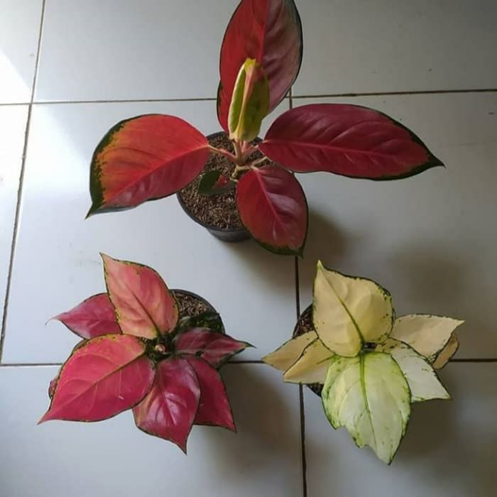 paket 3 tanaman hias aglonema suksom - red anjamani - super white