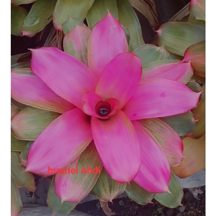 Bromelia pink grass