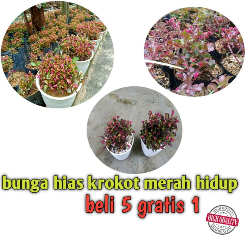 bunga hias krokot merah
