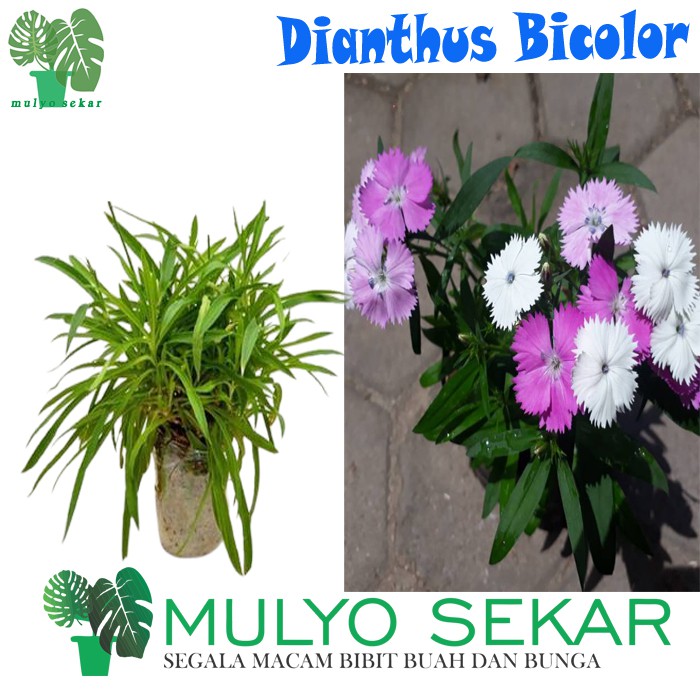 Tanaman Bunga Dianthus  / Anyelir BiColor pink (Berbunga) - Tanaman Hias Bunga Dianthus - Bibit Tanaman Hias Bunga Anyelir