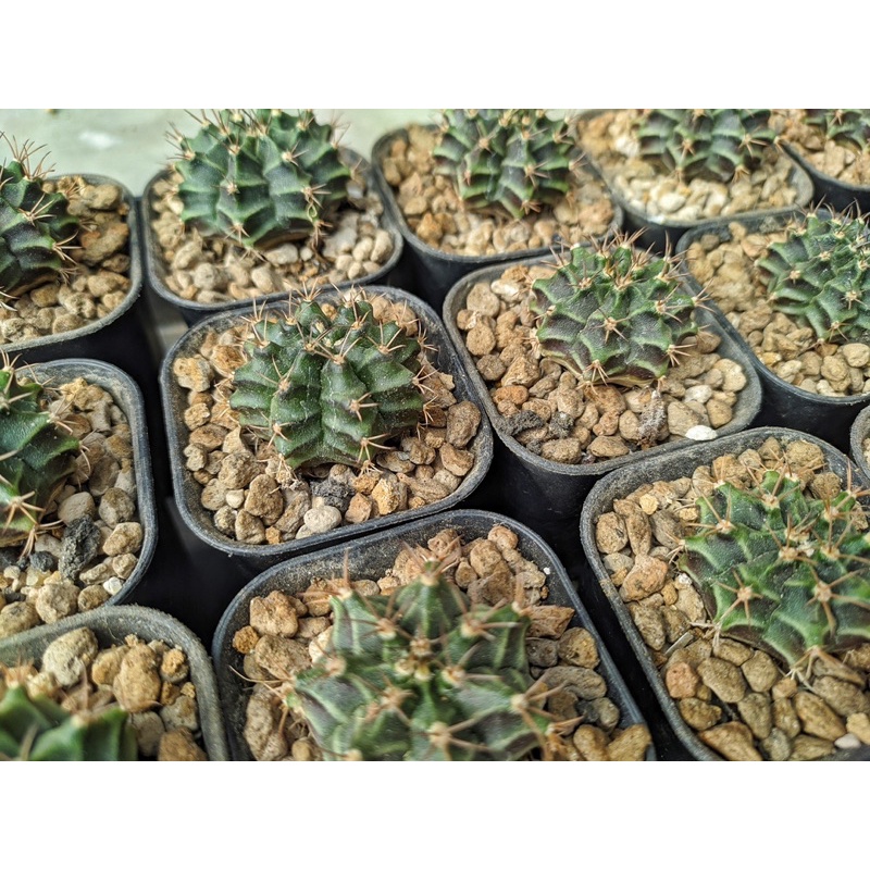 Kaktus Import Miha Thailand / Kaktus Murah Import / Kaktus Gymno / Gymnocalycium Mihanovichii