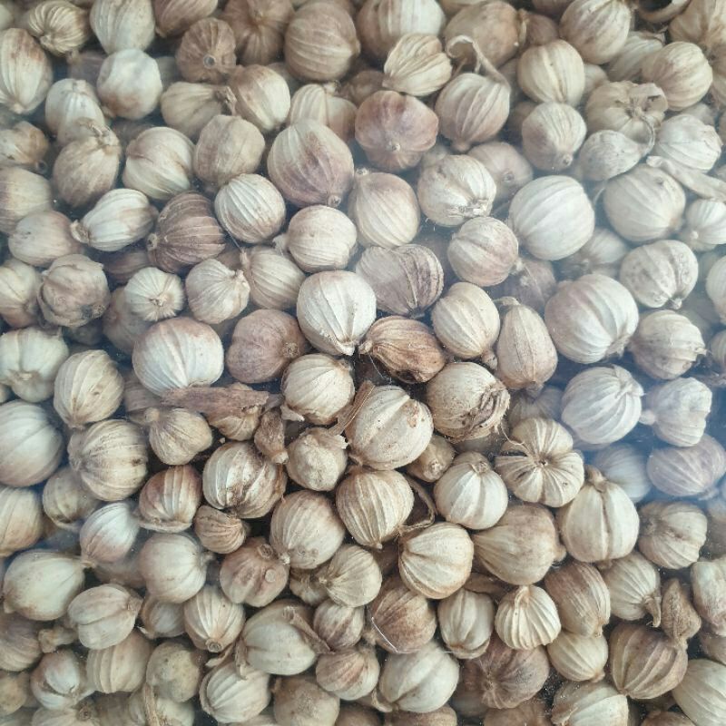 

kapolaga kering 50gr