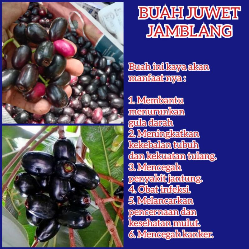

Buah jamblang fresh 1kg