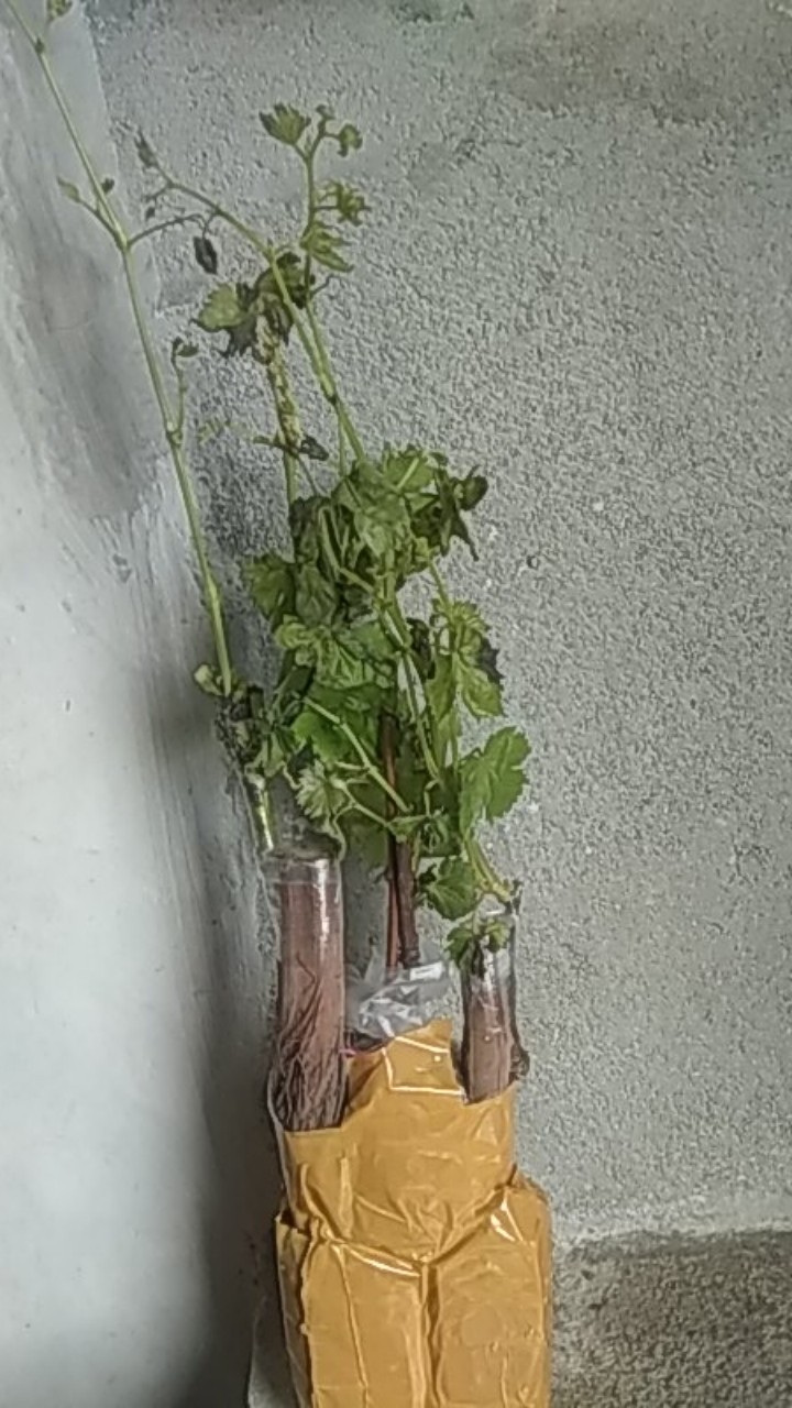 Bibit Anggur Import Akademik