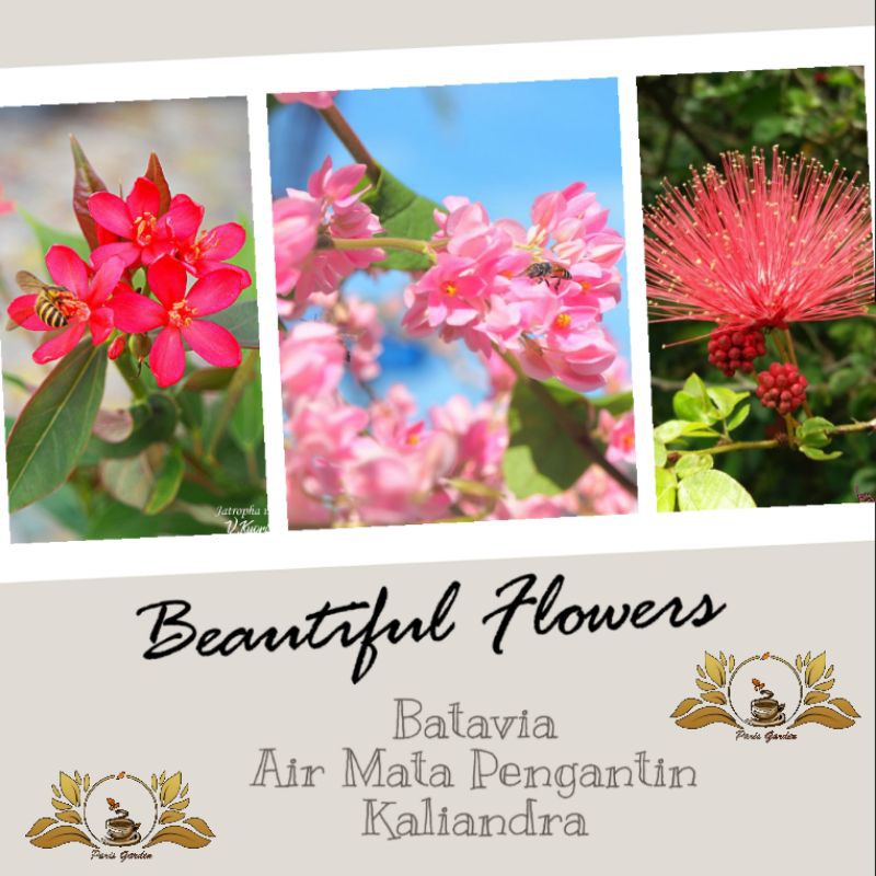 3 in 1 PAKET TANAMAN BUNGA KALIANDRA MERAH BUNGA AIR MATA PENGANTIN BUNGA BATAVIA - BIBIT BUNGA