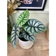 ALOKASIA DRAGON SILVER - tanaman daun alocasia silver - alocasia silver dragon