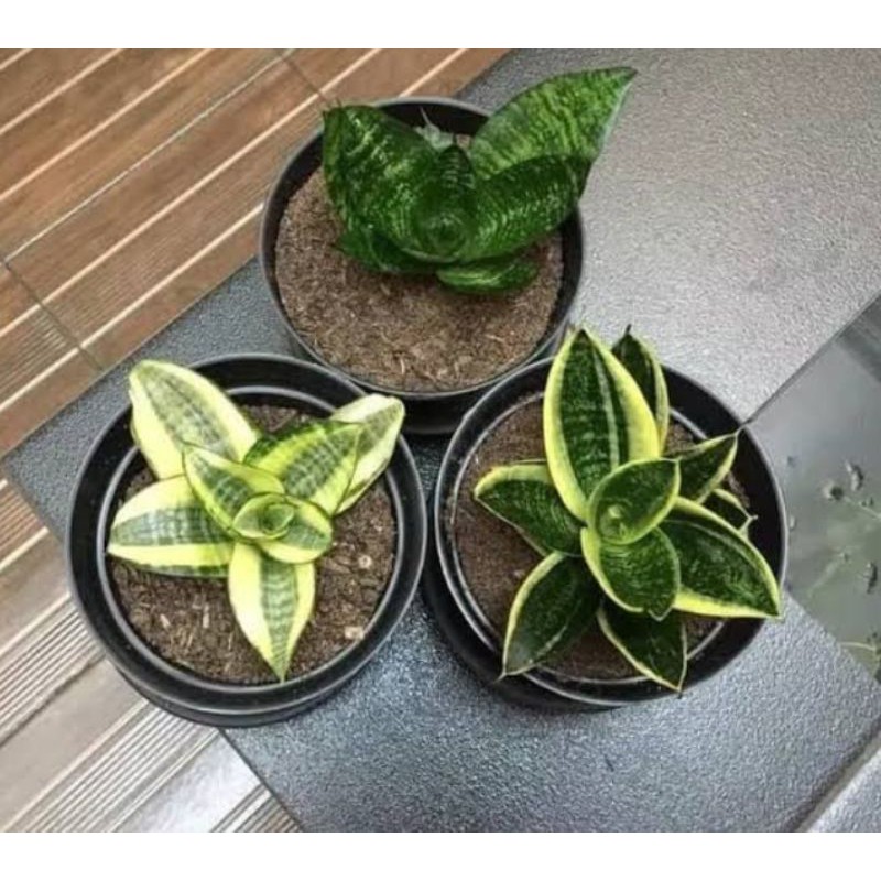 Paket 3 Tanaman Hias Sansivera Mini - Lidah Mertua Mini