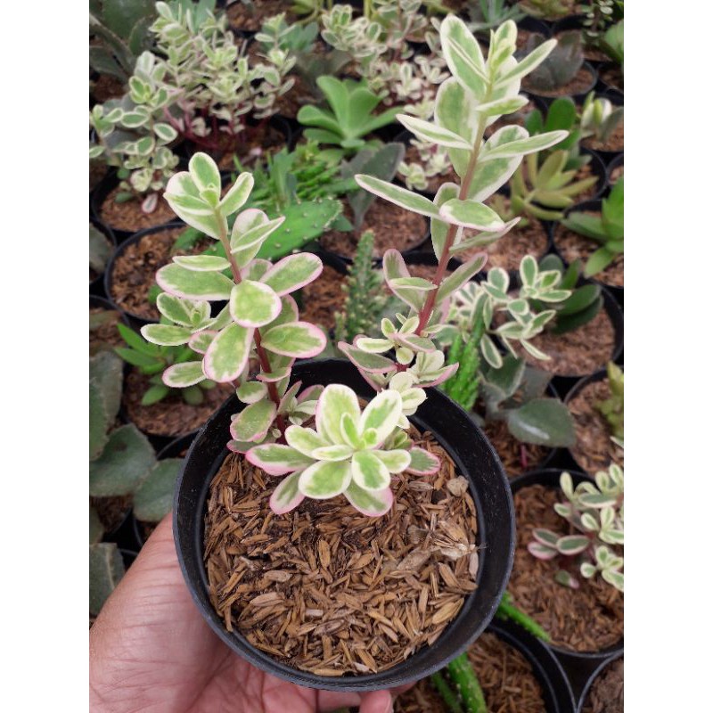 JADE PLANT VARIEGATA