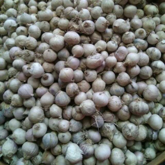 Bawang Putih Tunggal / Lanang 1Kg