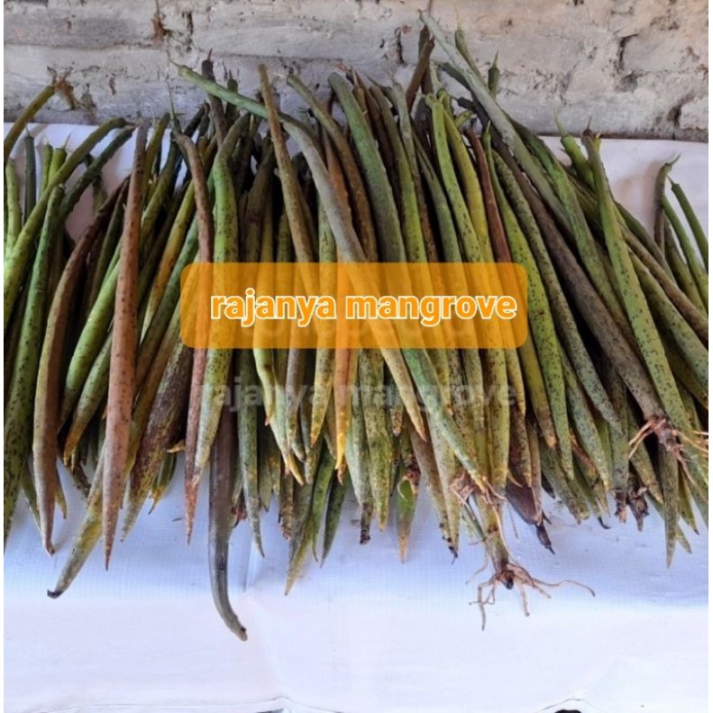 BTG BIBIT MANGROVE/BAKAU.