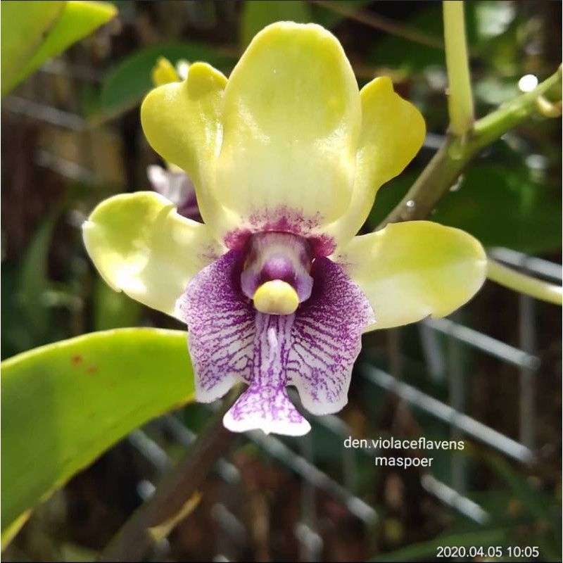 Anggrek Dendrobium Violaceoflavens Besi Remaja Selfing