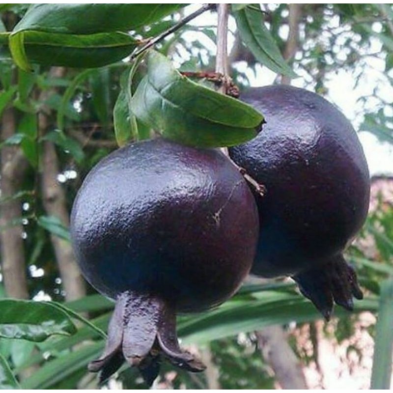 bibit delima hitam