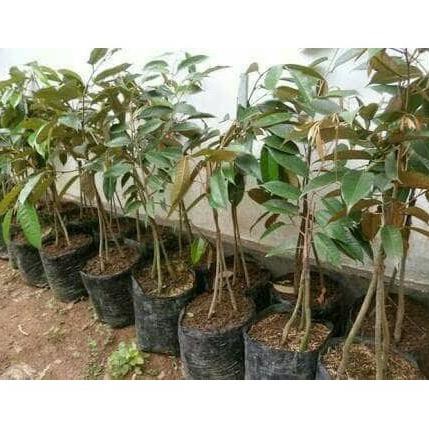 Bibit Tanaman Buah Durian Montong Kaki 3