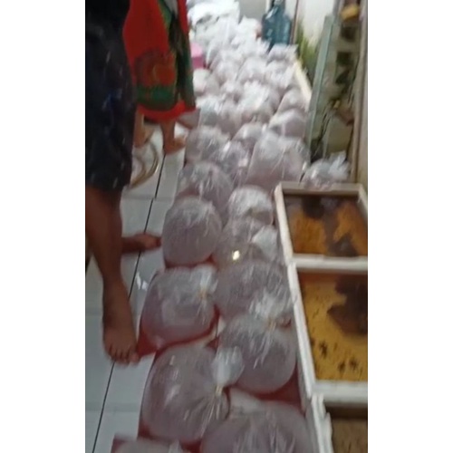 KUTIR SUPER (Kutu Air)