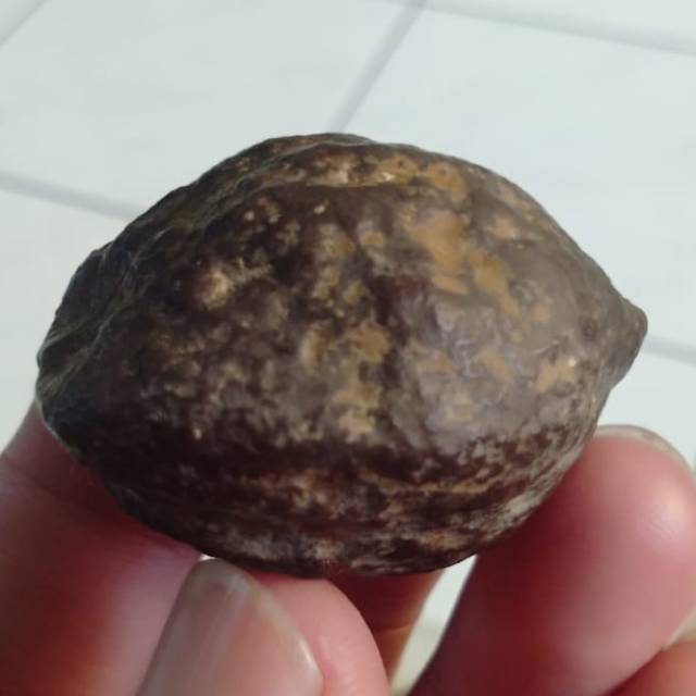 Kemiri Adu Muncang adu Jalim Wonosobo