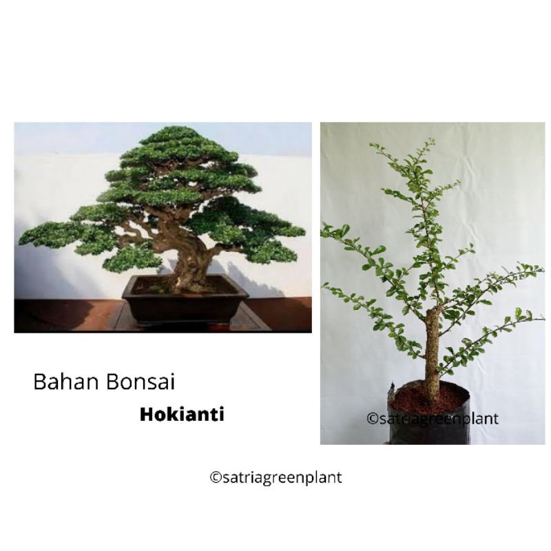 Bahan Bonsai Hokianti Batang Besar