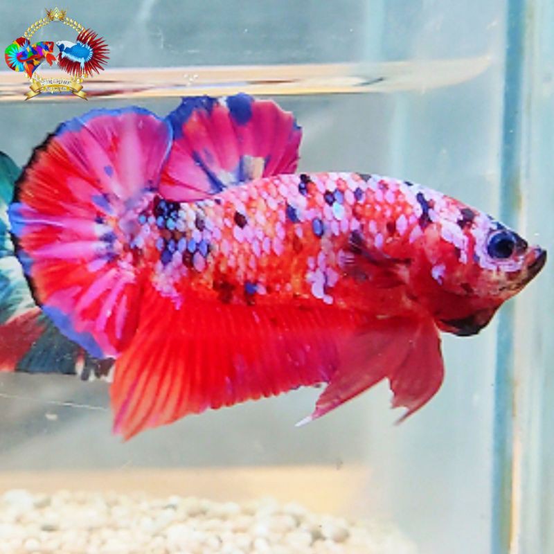 Ikan Cupang Koi Galaxy Multicolour