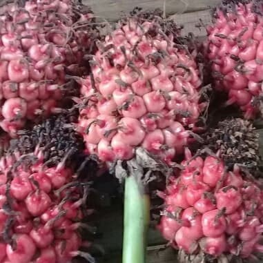 

New BUAH HONJE SEGAR BAHAN JUS DAN PENYEDAP RASA MAKANAN