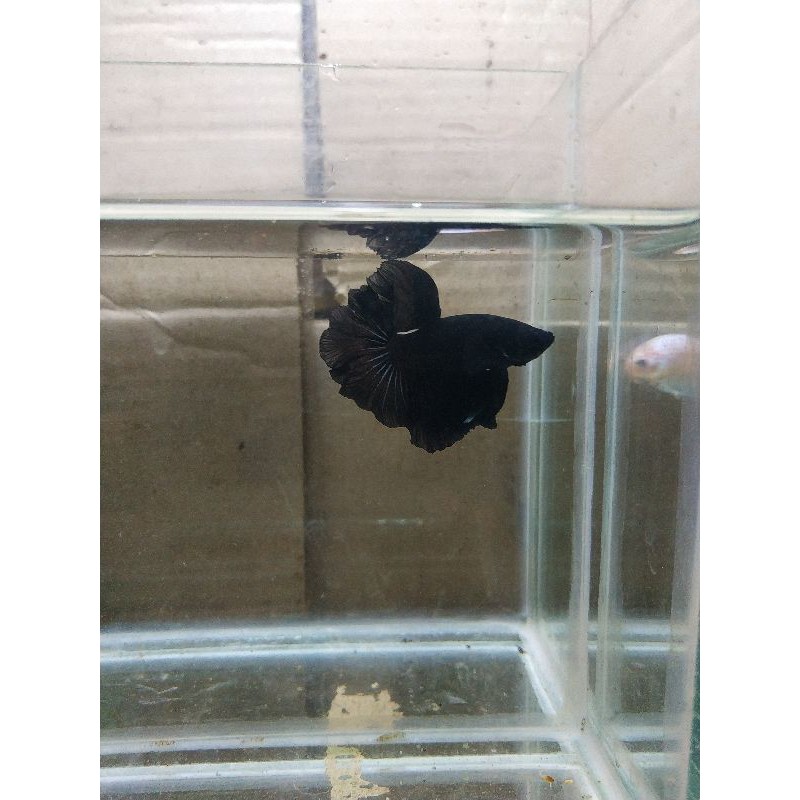 Ikan Cupang Halfmoon