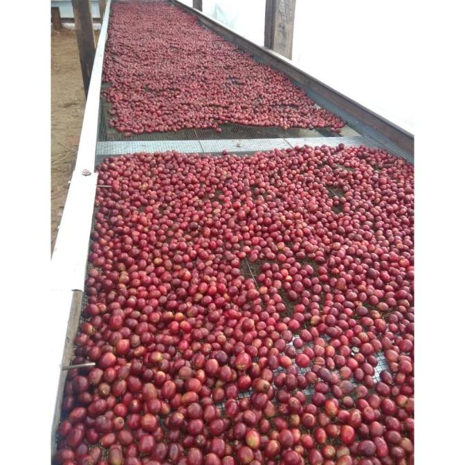 

*#*#*#*#] Mokhabika Specialty Arabica Coffee Sweet Melon Arjuna 200 Gr