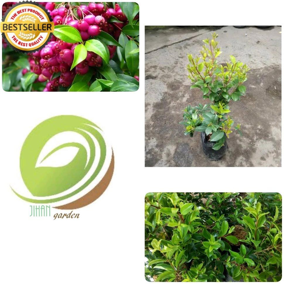 Bibit Pohon Jambu Lili Pili-Tanaman Buah Jambu Air Lili Pily Lily Phily Australia