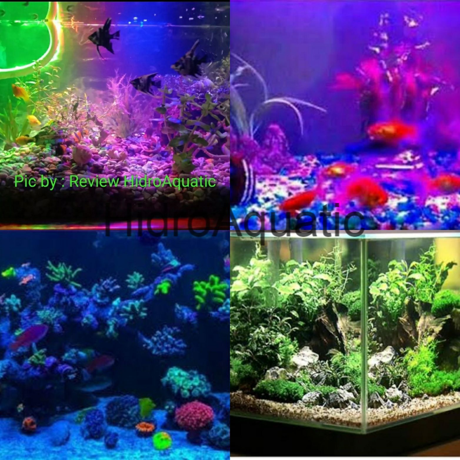 480 Koleksi Contoh Lampu Aquarium Gratis