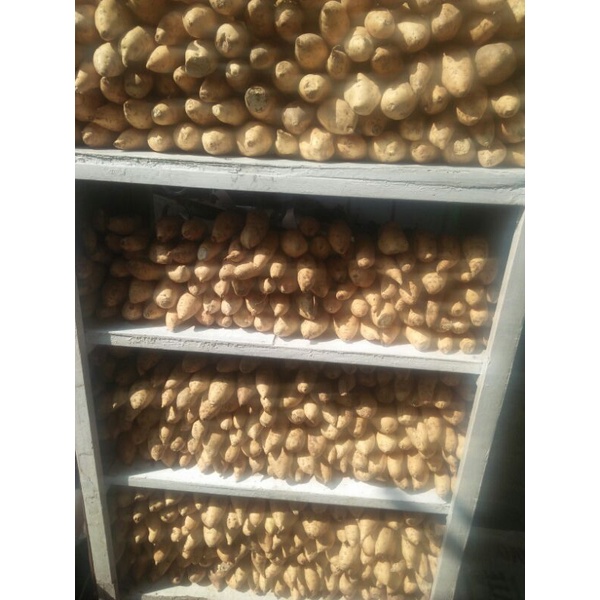 

ubi madu cilembu mentah