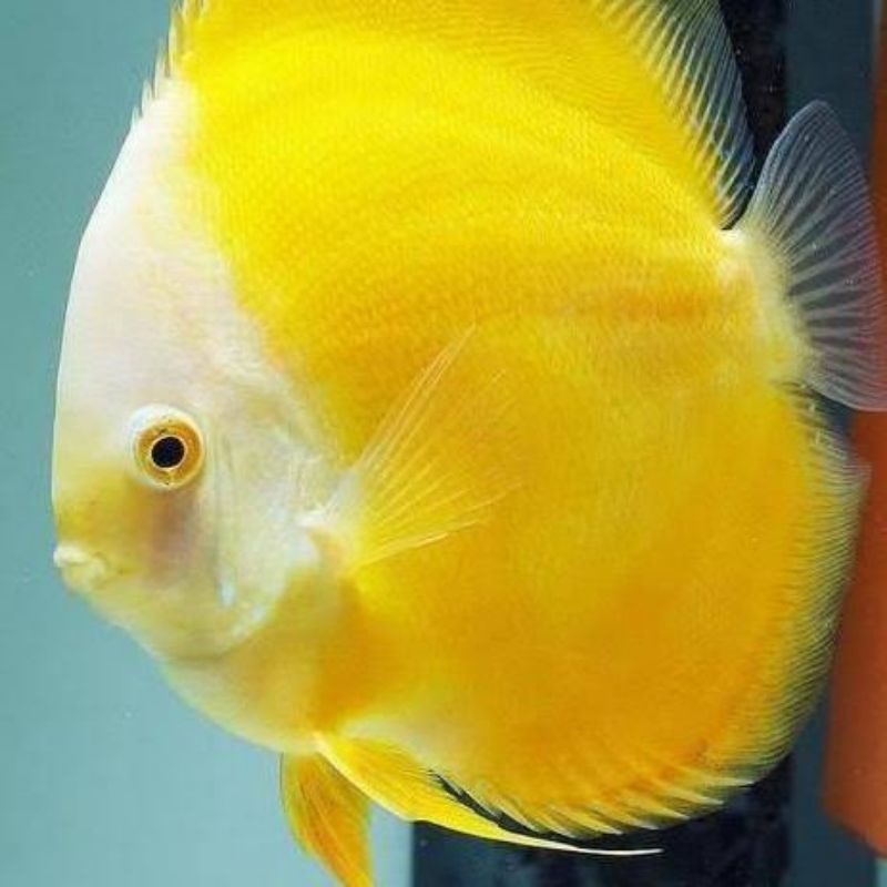 

ikan discus yellow