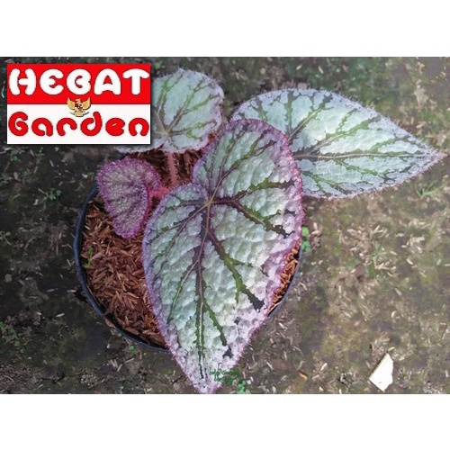 Begonia Daun Silver - Begonia Rex Silver Limbo