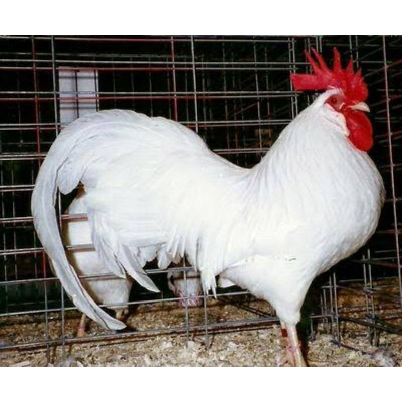 

TELUR AYAM WHITE LEGHORN UNTUK DI TETASKAN