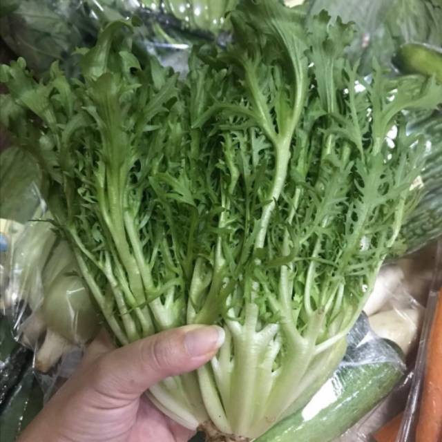 

LE Endive Organik Sayuran Fresh 200gr Endive Organic Veggies