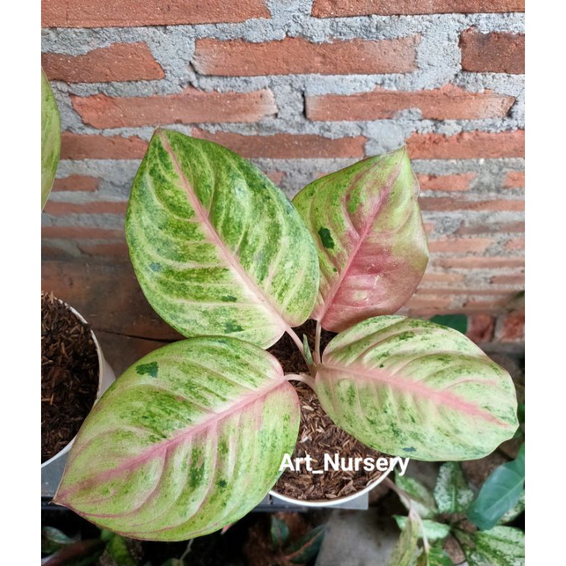 aglonema golden siam