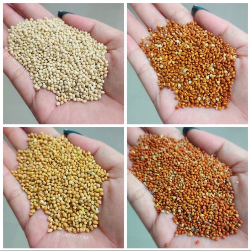 Milet Merah/putih pakan Burung Lovebird Perkutut millet